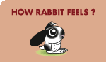 HOW RABBIT FEELS